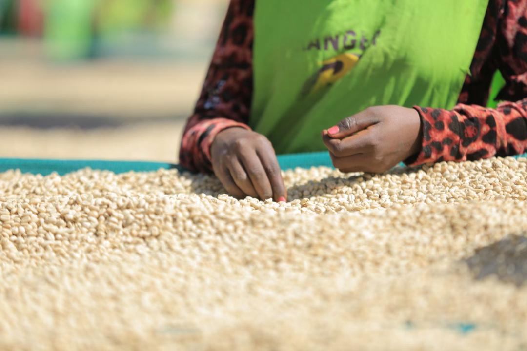 Picture of person sorting through coffee beans during coffee processing on a farm