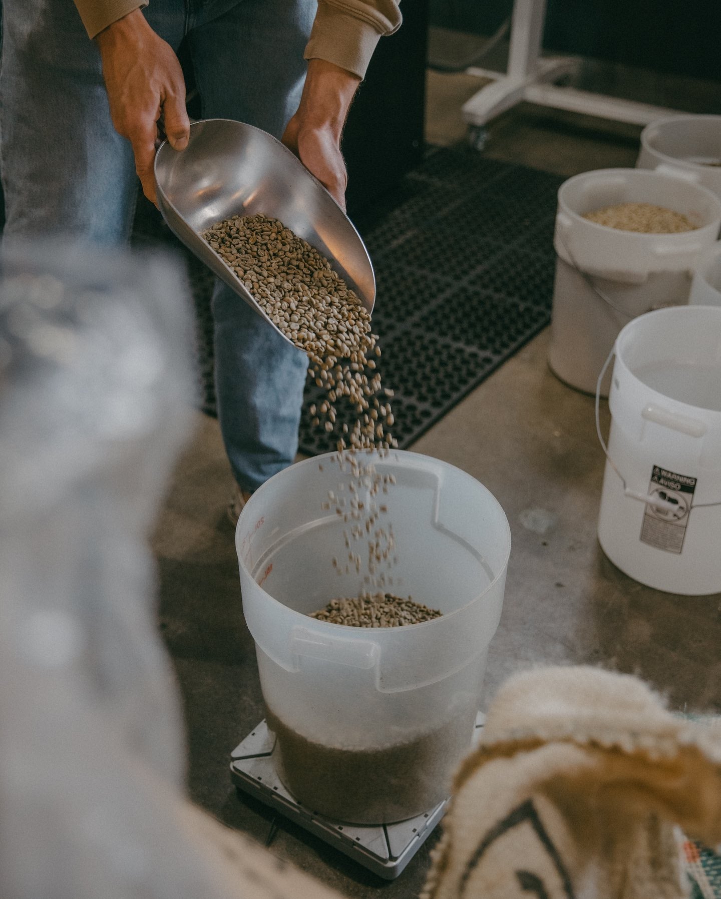 Image of coffee being poured into a bucket before the roasting process.